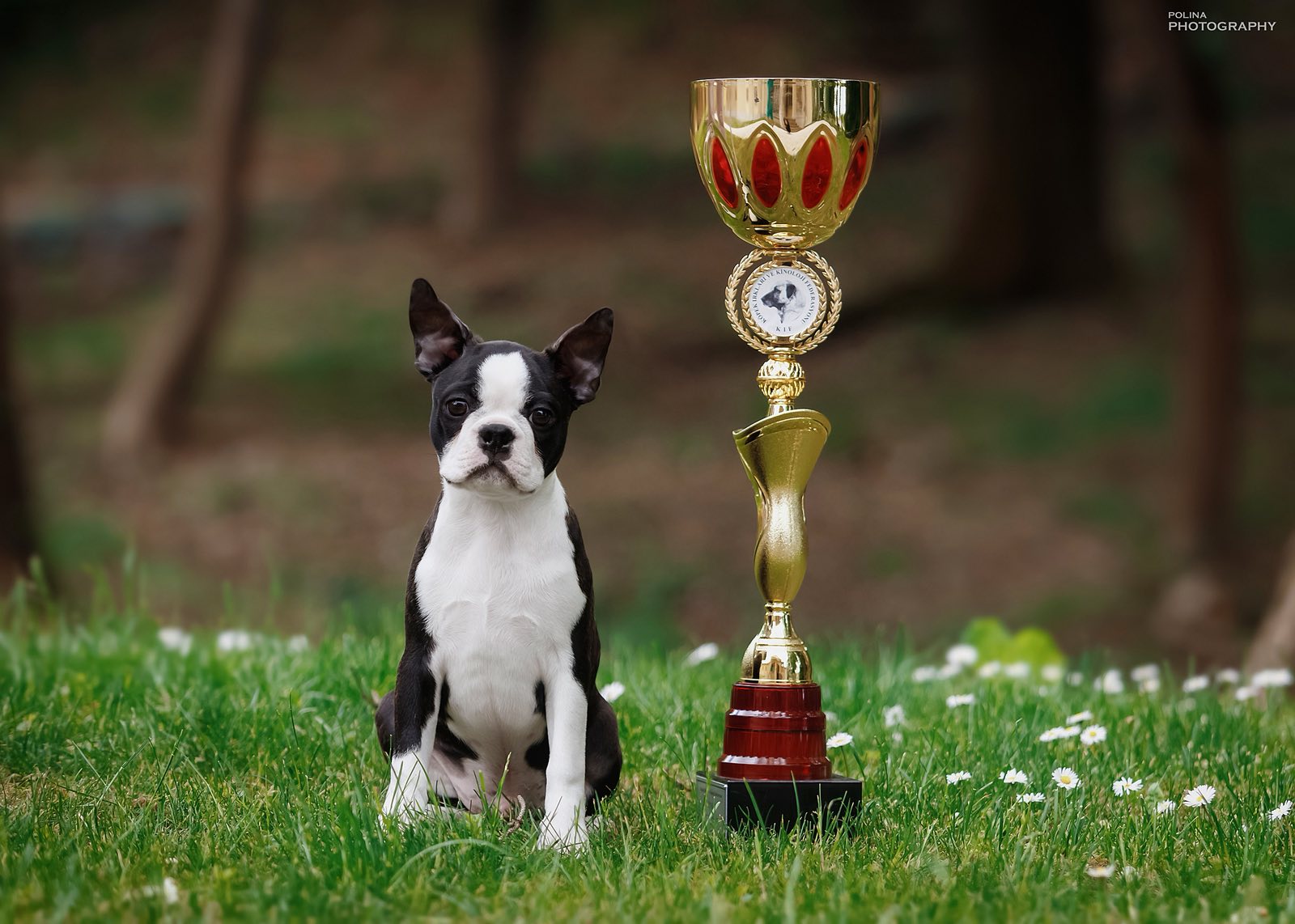 Boston Terrier ERYX exported to Dubai, UAE – AT Team